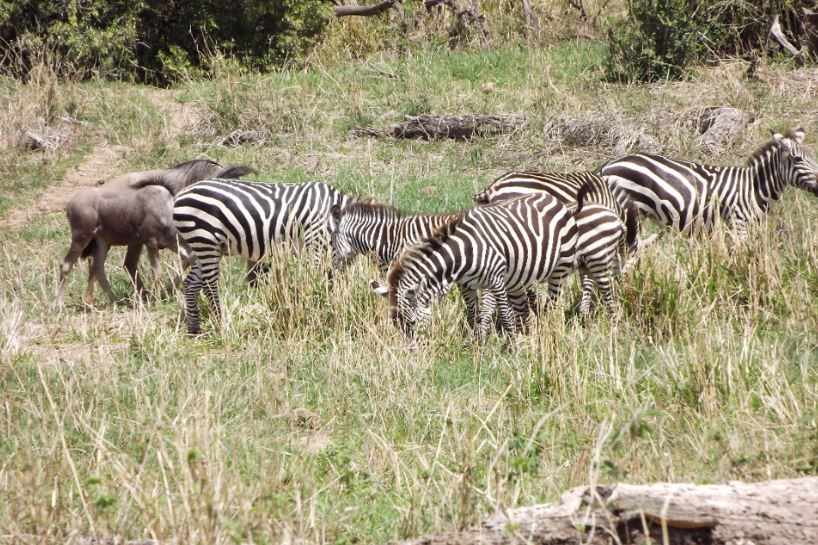 Vacanta exotica Sejur Kenya plaja si safari zebre