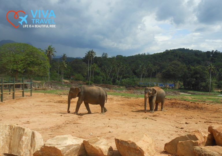 Elefant Orfanage Polonnanarua Sejur Vacanta Exotica Sri Lanka cu Viva Travel