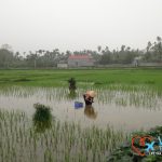 rice plantation vietnam