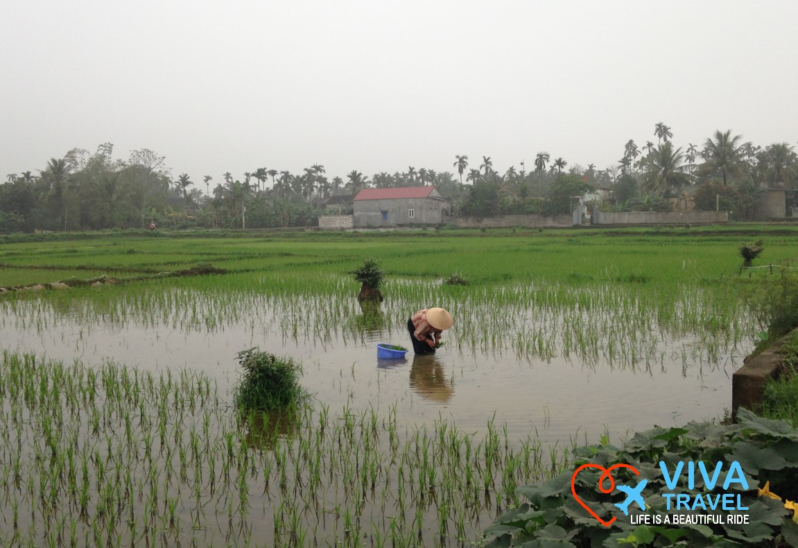 rice plantation vietnam