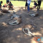 Kangaroo Island Australia VivaTravel