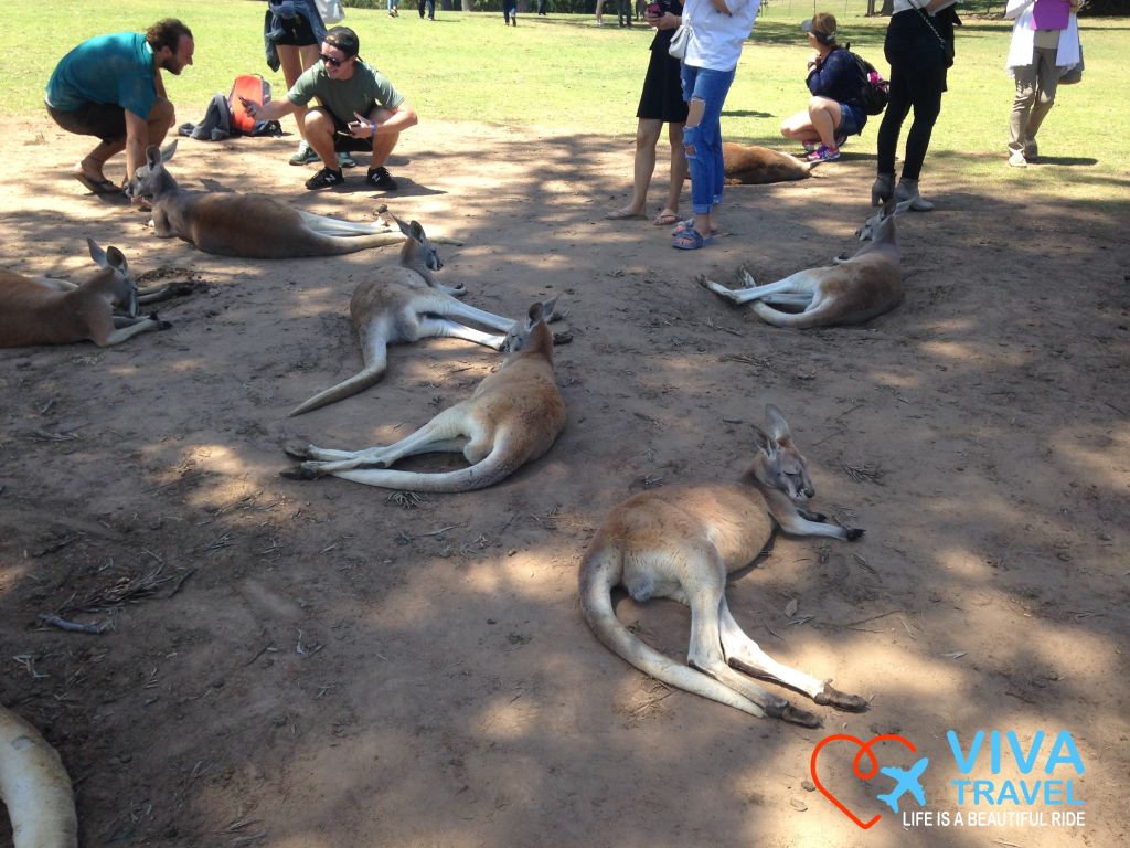 Kangaroo Island Australia VivaTravel