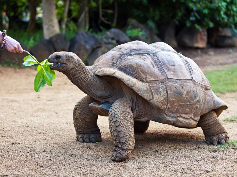 Oferte Vacanţe și Sejururi în Mauritius giant turtle